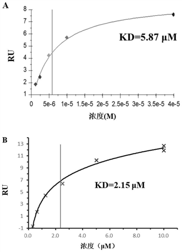 Anti-tumor polypeptide targeting PKM2 protein and application of anti-tumor polypeptide