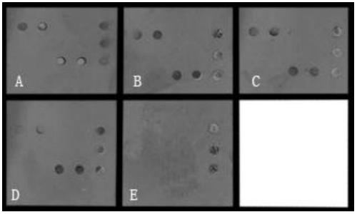 Probe, gene chip and kit for detecting il28b gene polymorphism