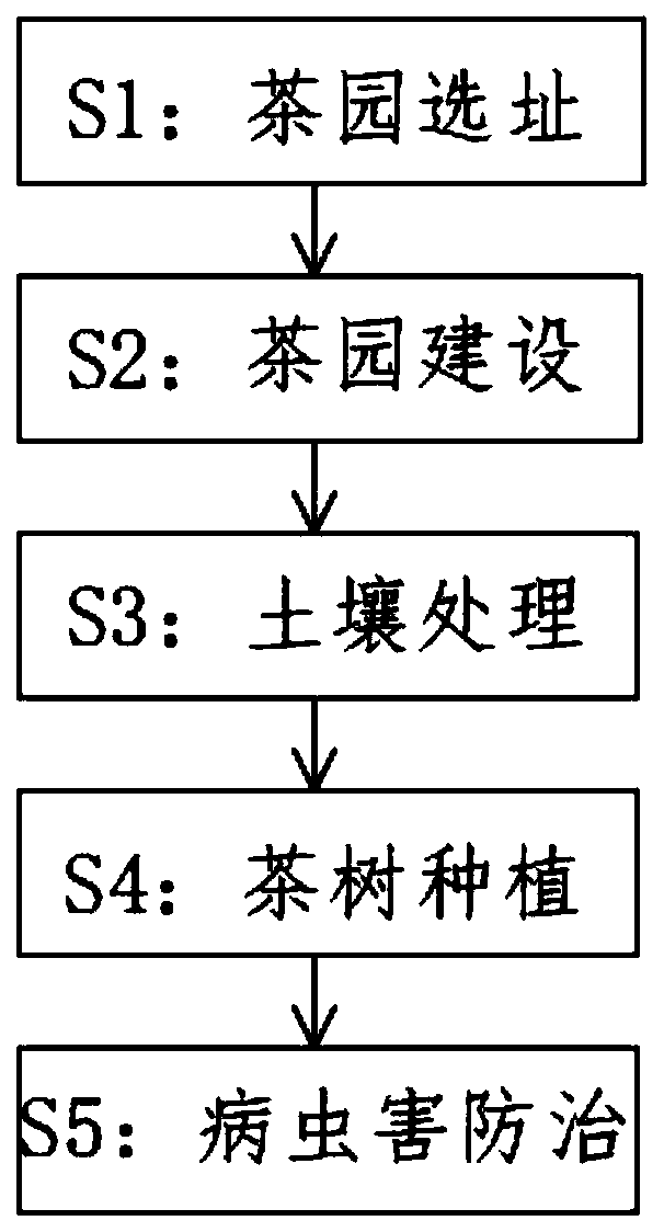 Improved planting method of Jinshancuiya