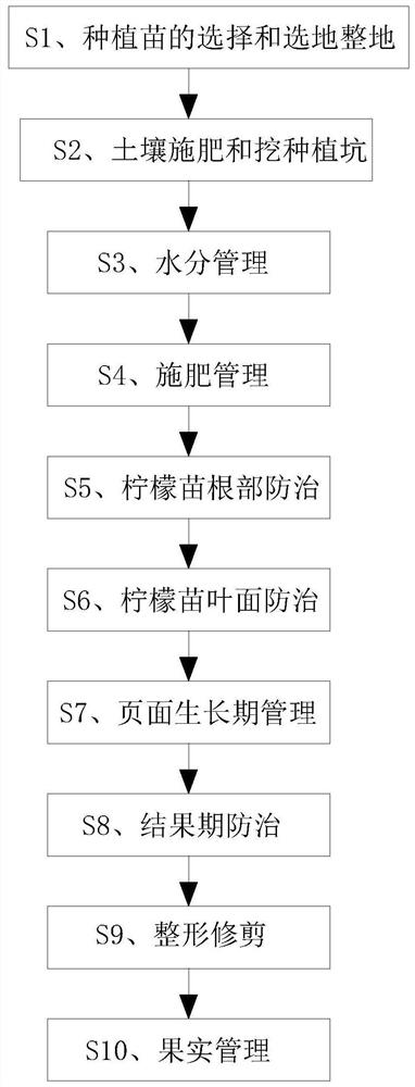 Lemon production and cultivation method capable of effectively reducing occurrence of lemon yellow vein disease