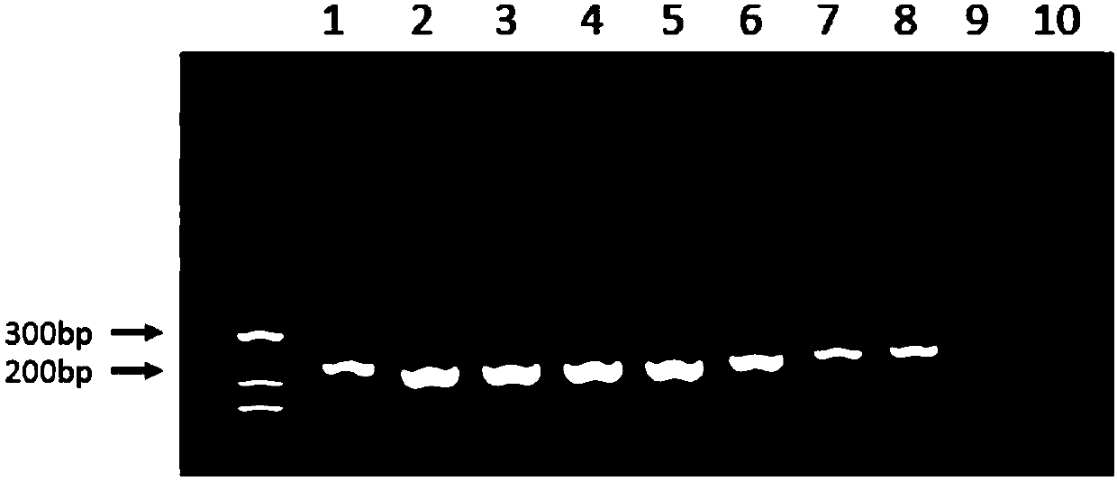 Primer and method for detecting mycoplasma, application of primer and product applying primer