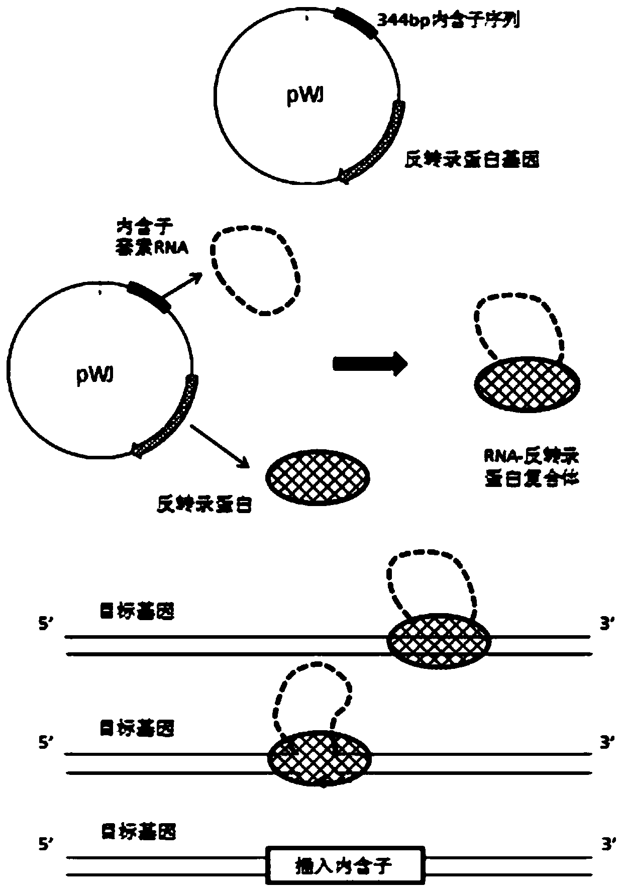 An electrogenic Clostridium beijerinckii and its construction method and application