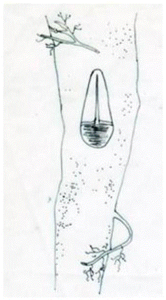 Gingko seedling inverted bark inserting old tree root system rejuvenation method