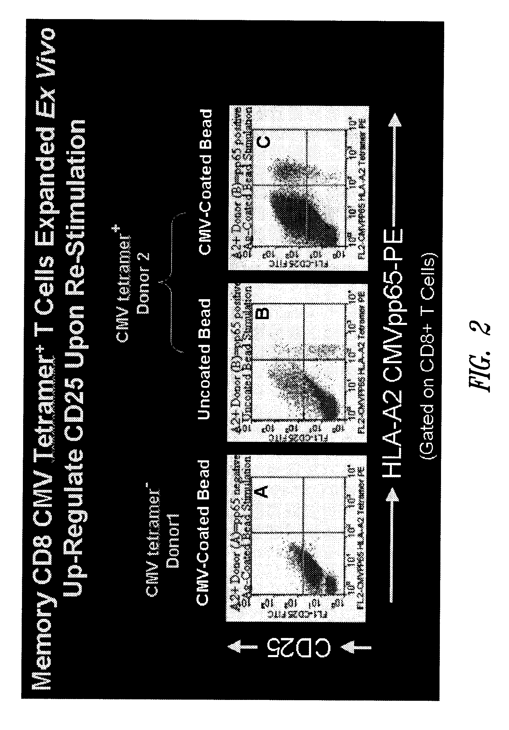 Generation and isolation of antigen-specific T cells