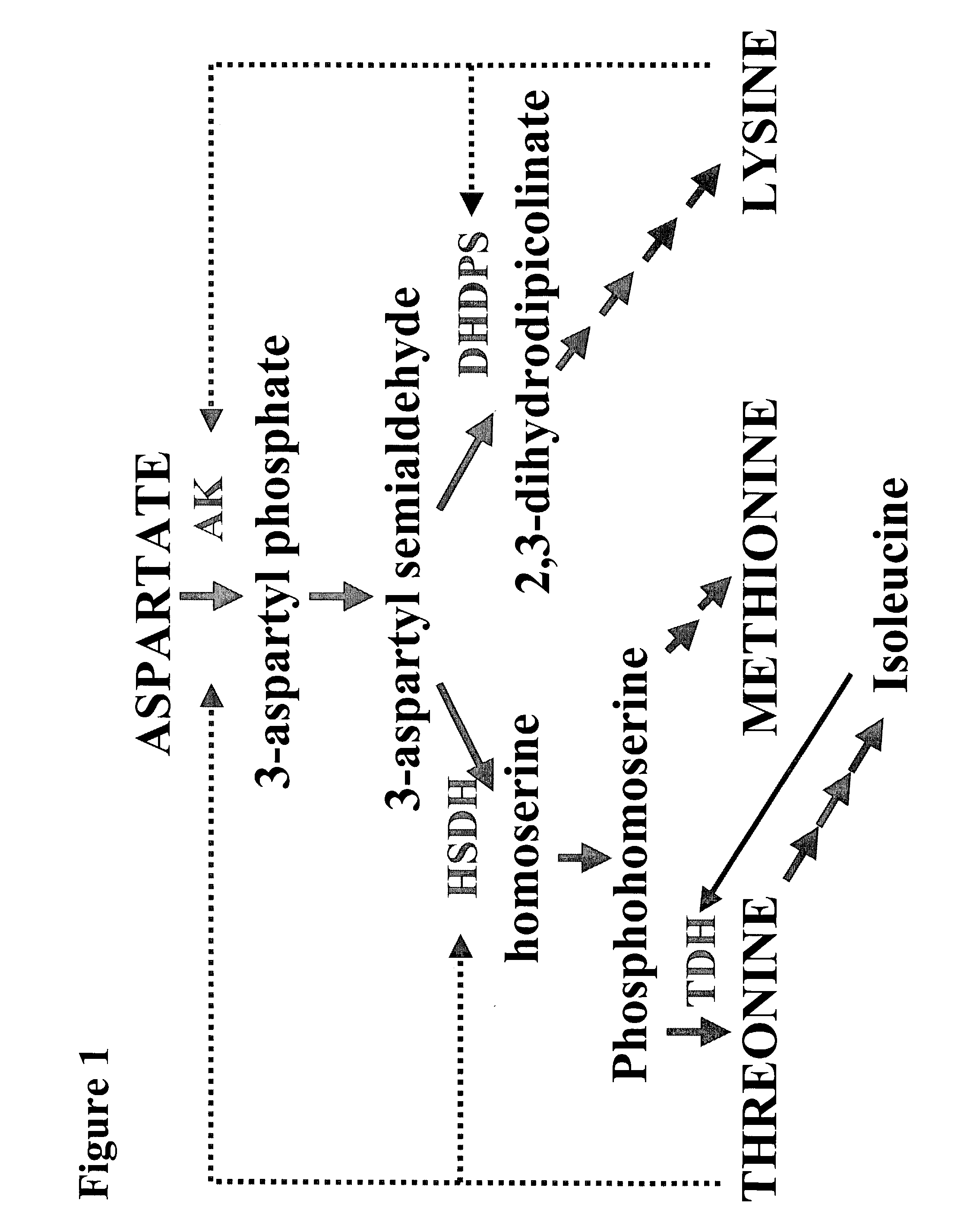 High threonine producing lines of Nicotiana tobacum and methods for producing