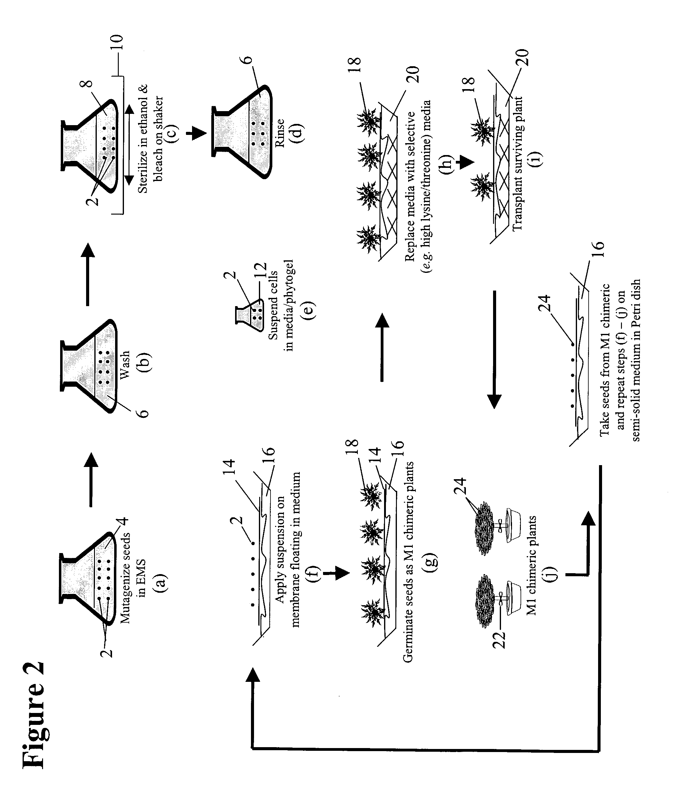 High threonine producing lines of Nicotiana tobacum and methods for producing