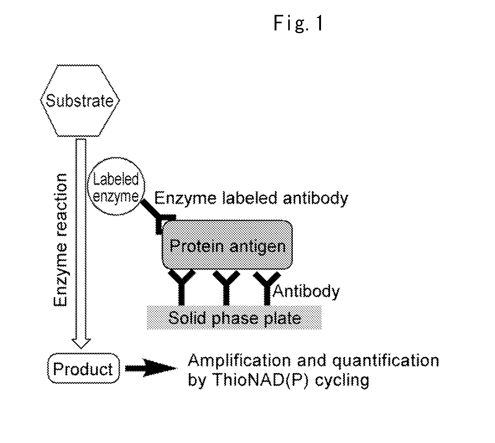 Ultra-high-sensitive assay of protein and nucleic acid and kit, and novel enzyme substrate