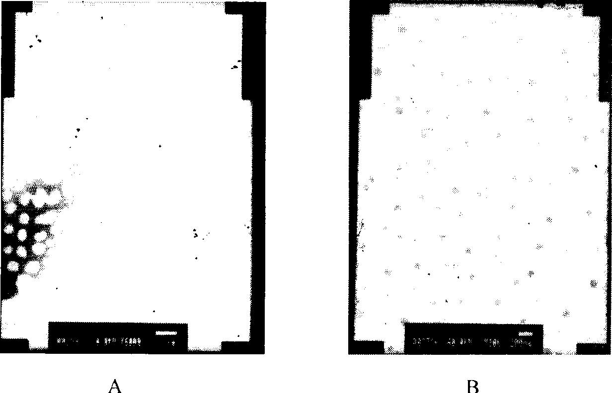 Paclitaxel freeze drying microemulsion for injection and method of producing the same