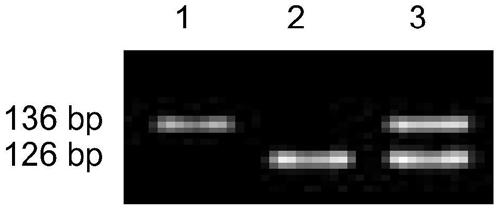 Molecular Marker and Application of Rice Amylose Content Micro-controlling Gene isa