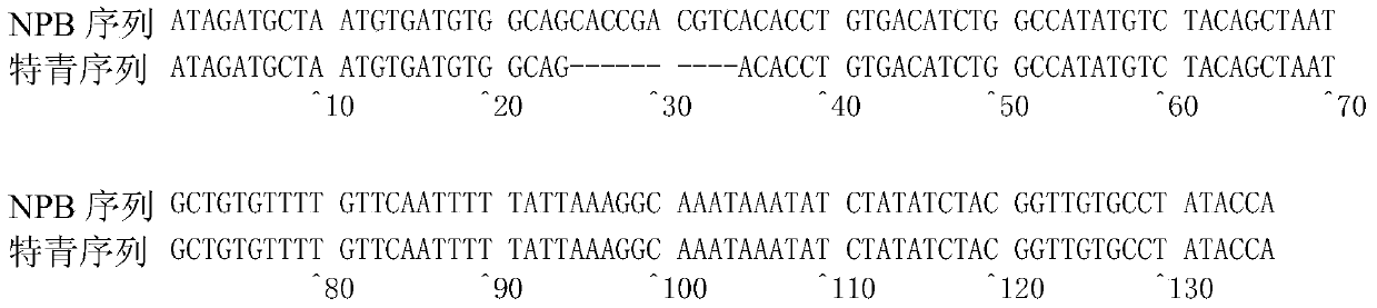 Molecular Marker and Application of Rice Amylose Content Micro-controlling Gene isa