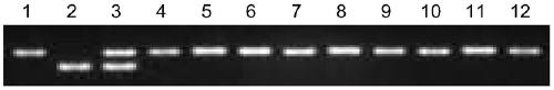 Molecular Marker and Application of Rice Amylose Content Micro-controlling Gene isa