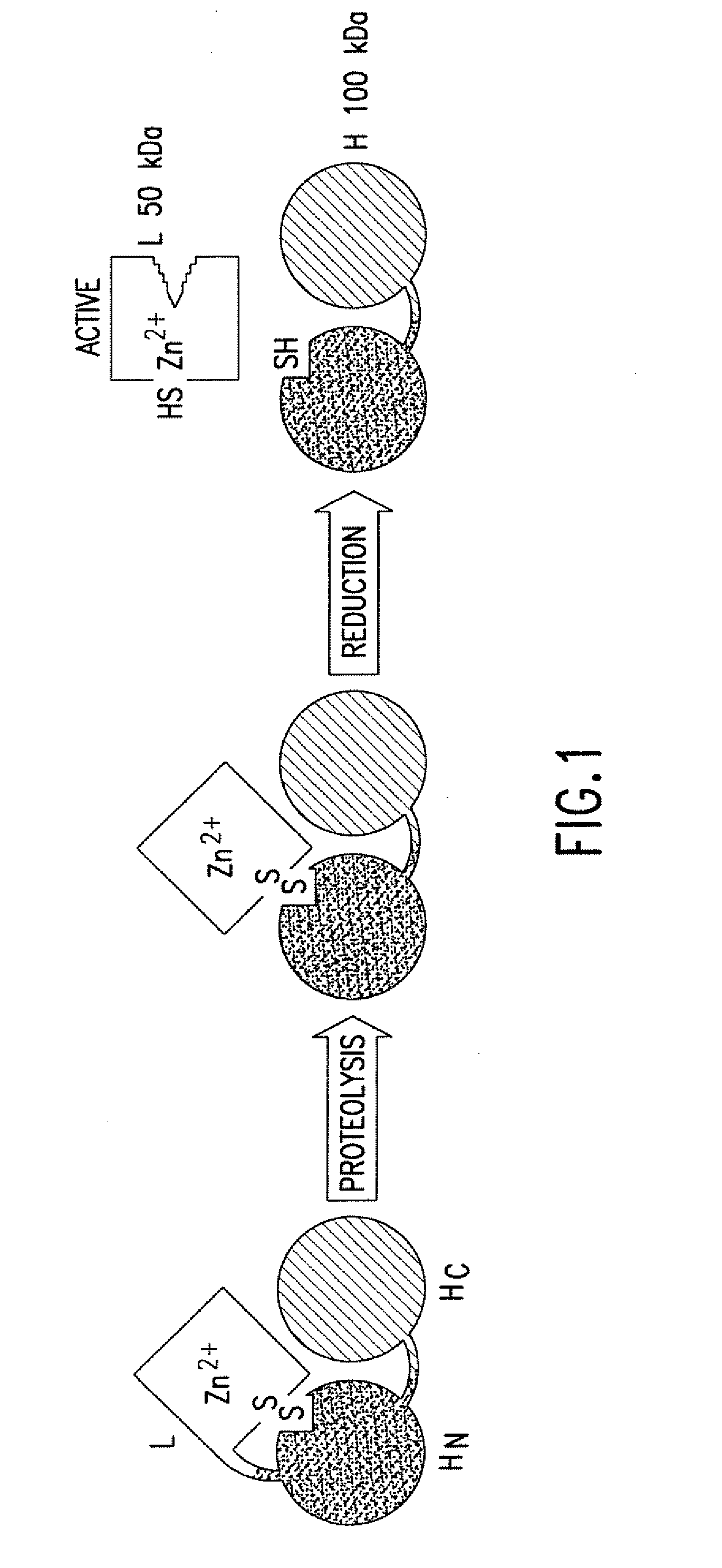 Fret protease assays for clostridial toxins