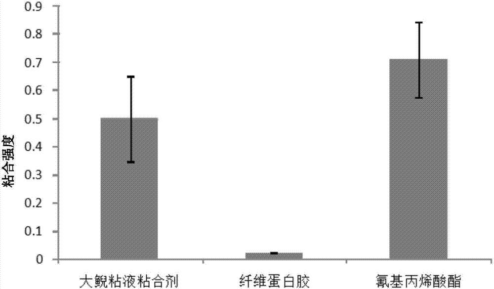 Application of giant salamander mucus in preparation of adhesive