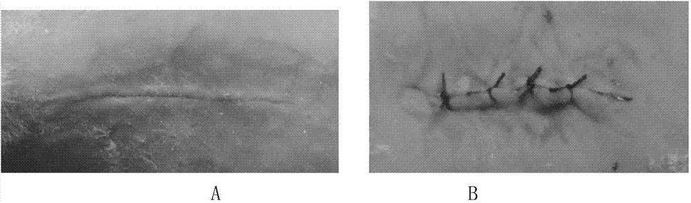 Application of giant salamander mucus in preparation of adhesive