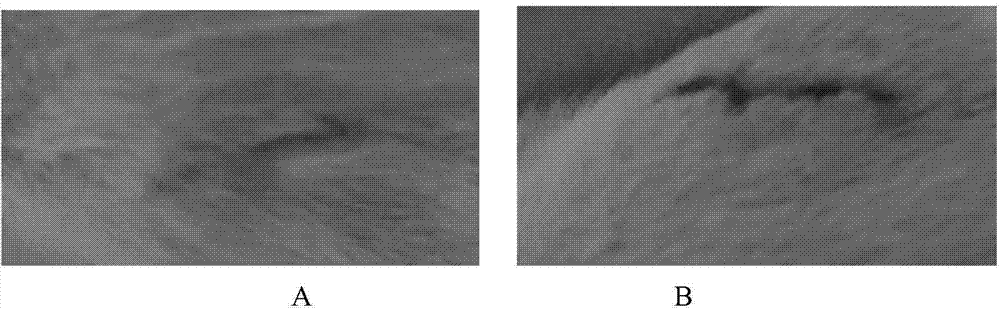 Application of giant salamander mucus in preparation of adhesive