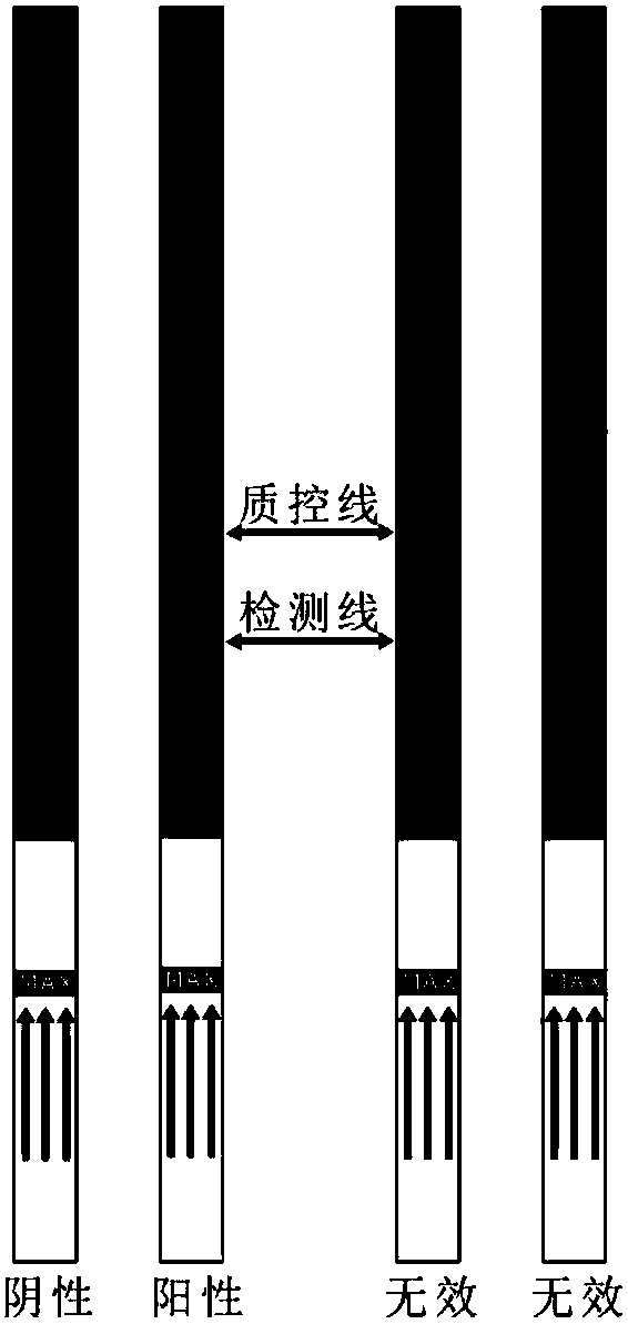 Colloidal gold labeled test strip for rapidly detecting trace fipronil and preparation method of colloidal gold labeled test strip