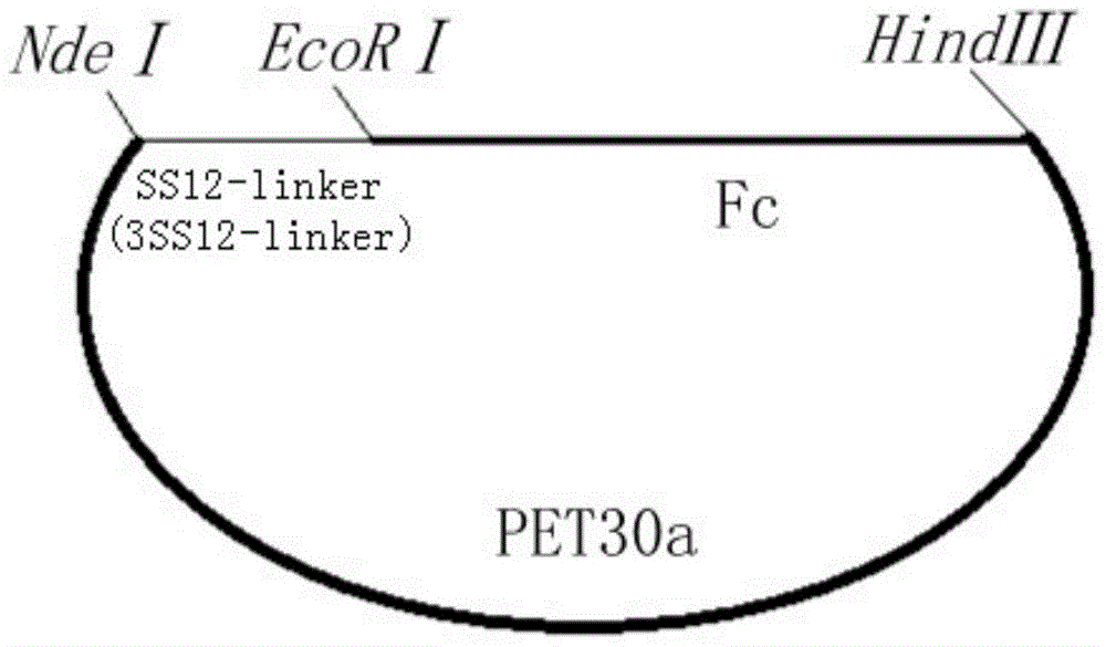 blys antagonistic peptide ss12, fusion protein ss12‑fc containing the antagonistic peptide and gene