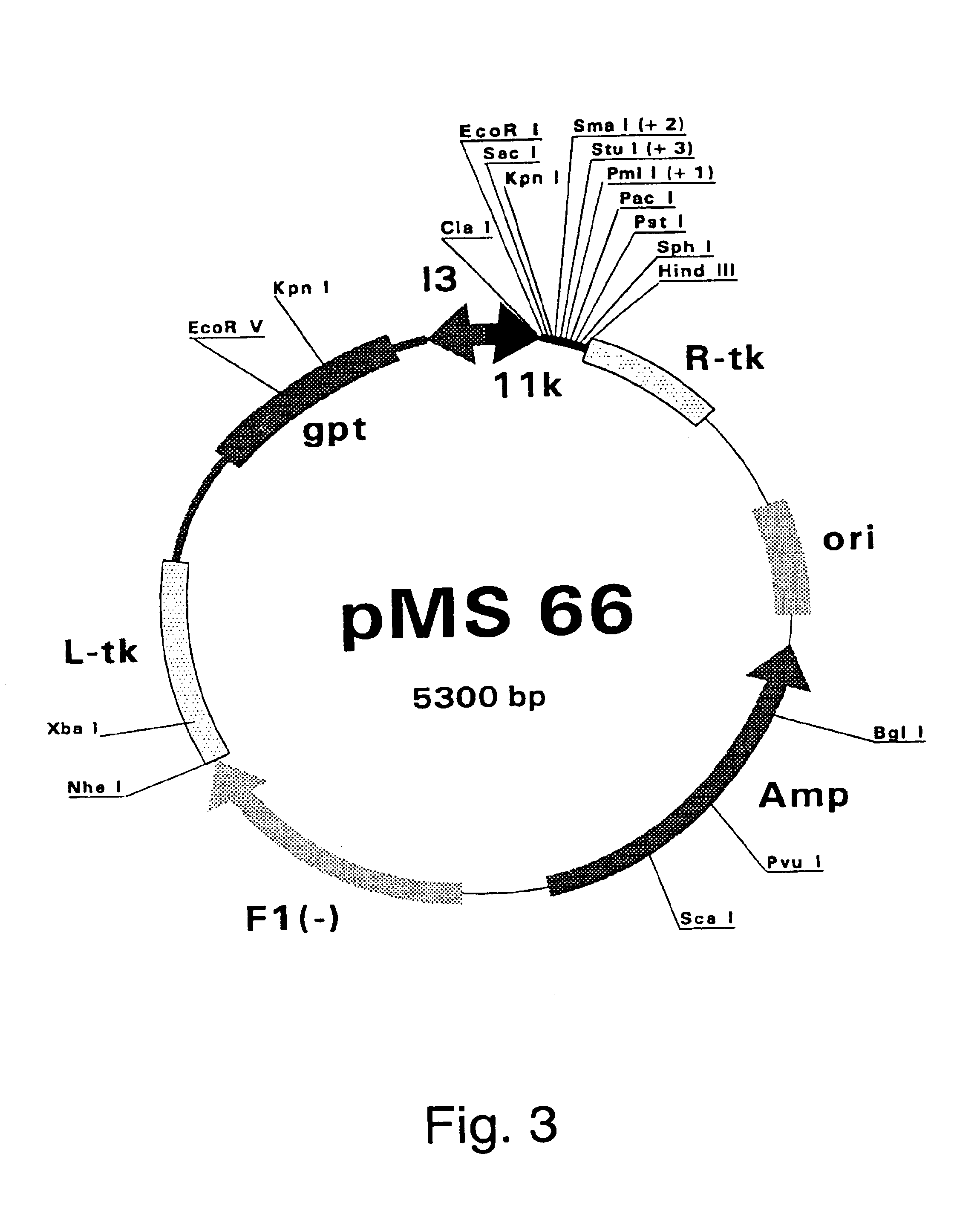 Purified hepatitis C virus envelope proteins for diagnostic and therapeutic use