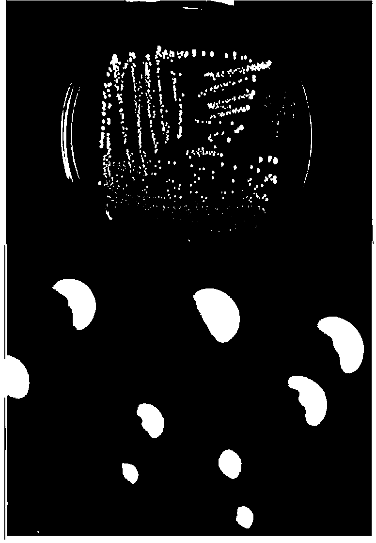 High-temperature yeast for brewing musalais, preparation method and prepared musalais