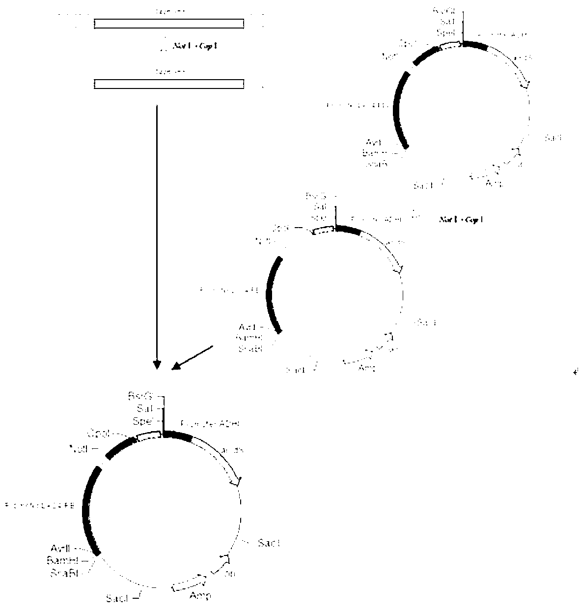 Method for constructing multi-copy kluyveromyces lactis expression vector efficiently in in-vitro manner