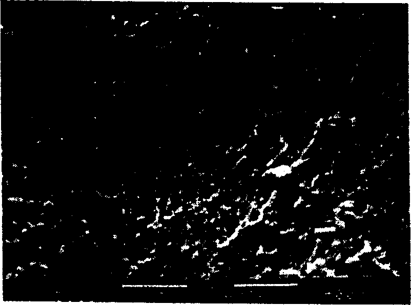 Method for preparing complex film of proton exchange film for fuel cell