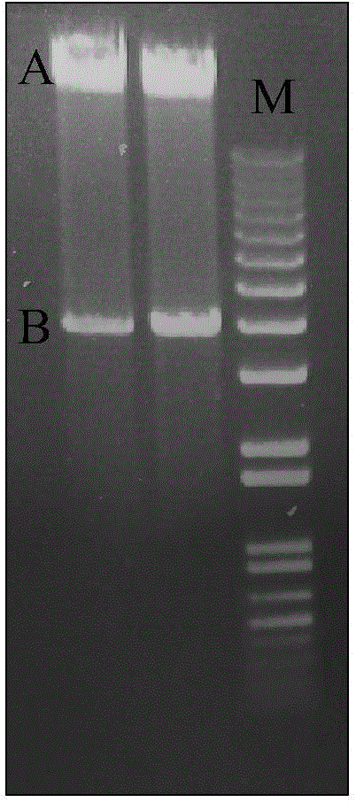 Construction method and kit of full-length infectious clone of citrus tristeza virus