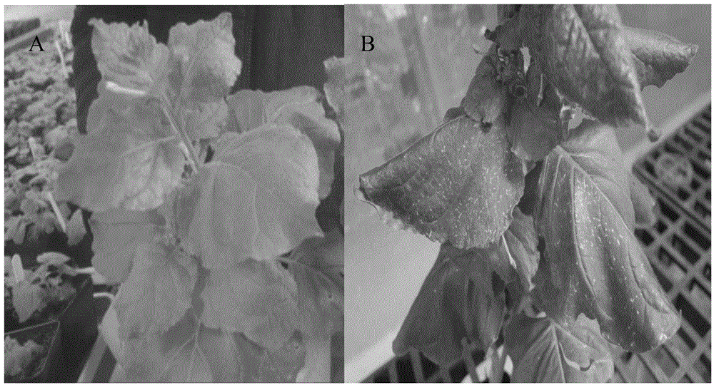 Construction method and kit of full-length infectious clone of citrus tristeza virus