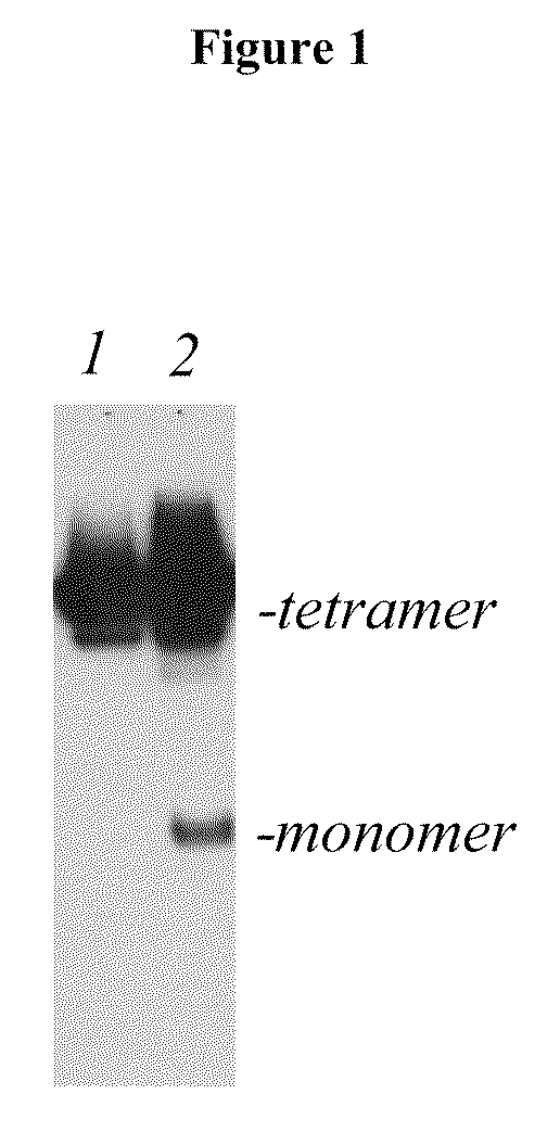 Monoclonal Antibodies That Specifically Block Biological Activity Of A Tumor Antigen