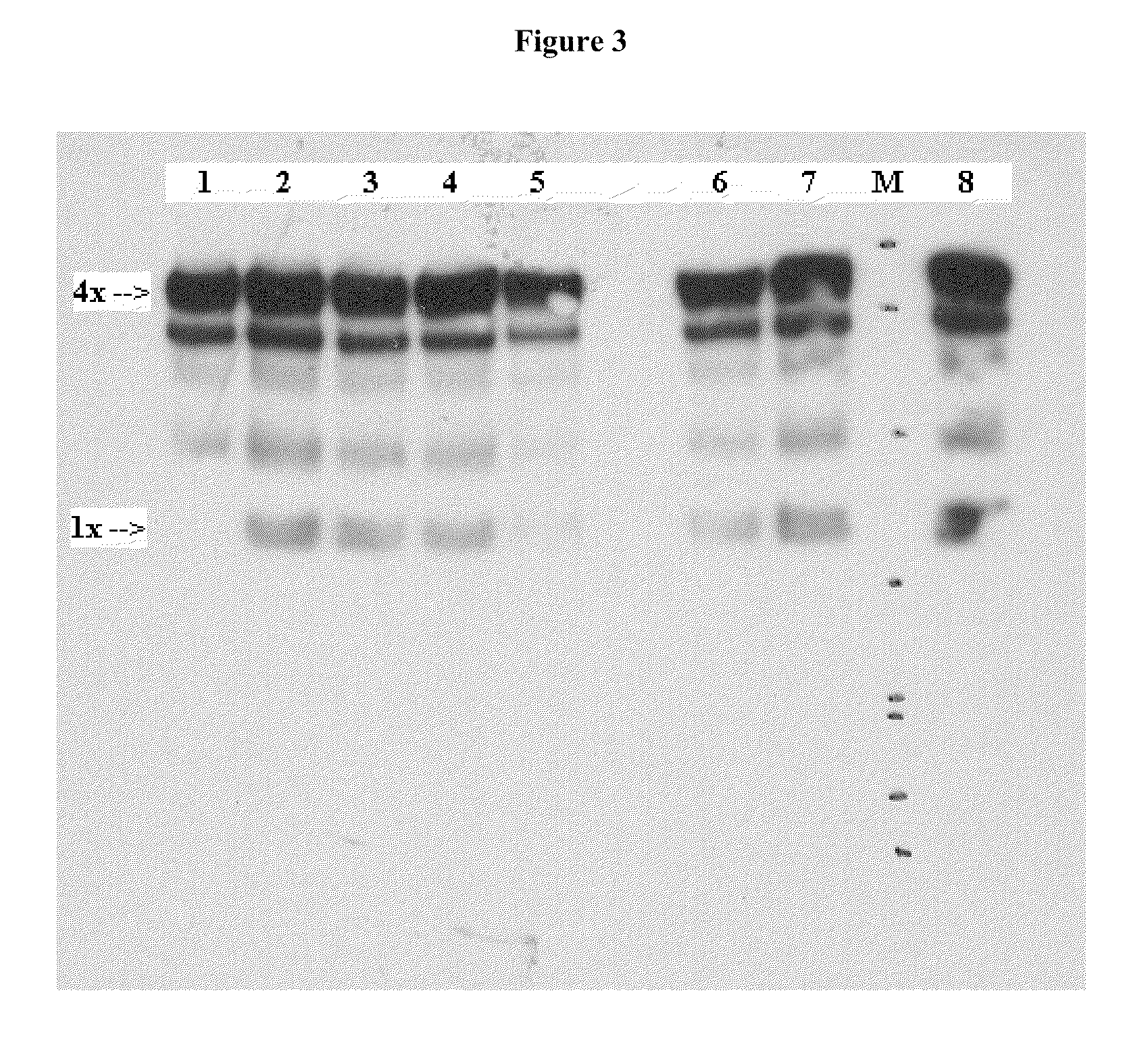 Monoclonal Antibodies That Specifically Block Biological Activity Of A Tumor Antigen