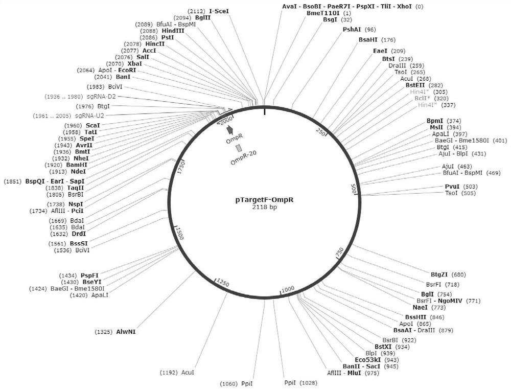 Recombinant escherichia coli with high succinic acid yield and construction method and application thereof