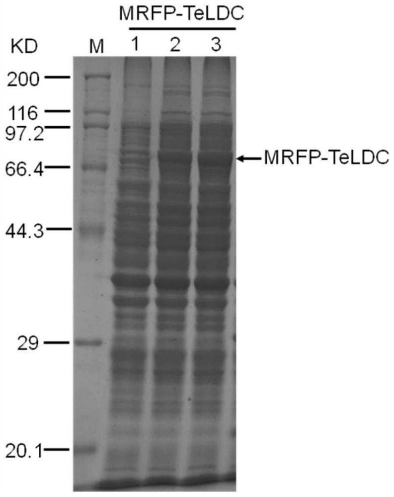 Heterologous expression method and application of L-lysine decarboxylase from thermophilic bacteria