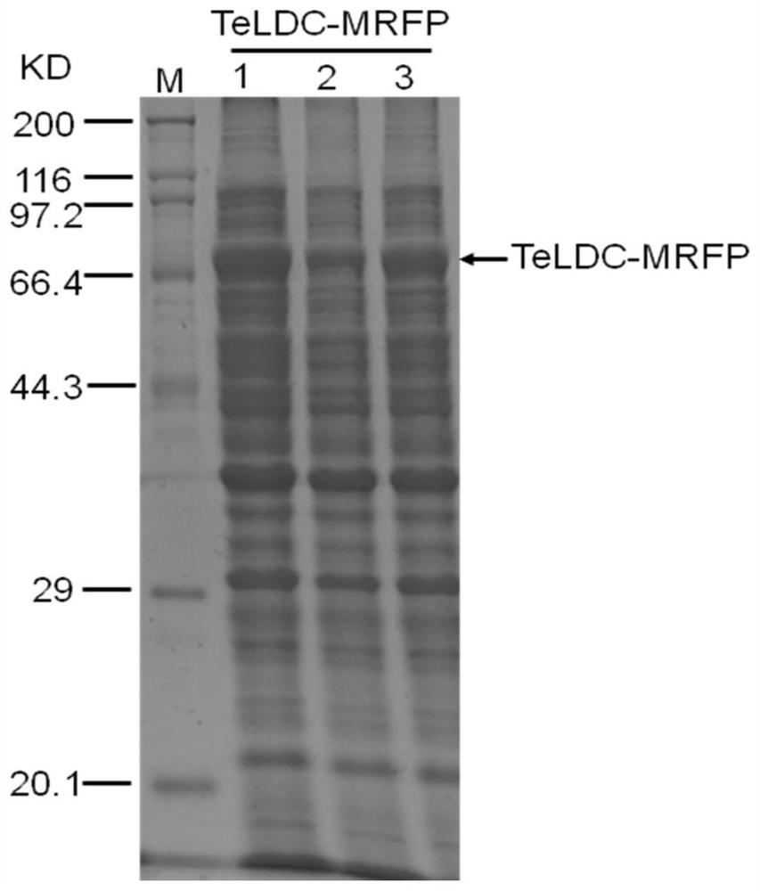 Heterologous expression method and application of L-lysine decarboxylase from thermophilic bacteria