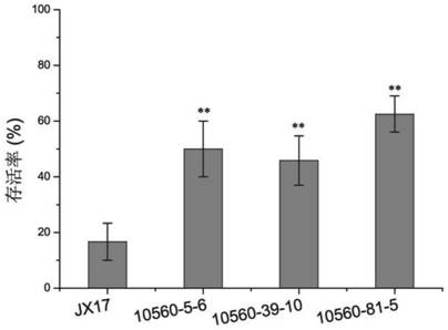 Application of rice gene OsNF-YC5 in improving salt tolerance of rice