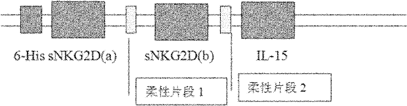 Active factor for enhancing lymphocyte targeting killing tumors and preparation method thereof