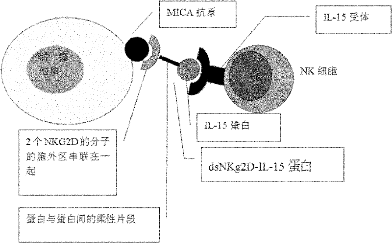 Active factor for enhancing lymphocyte targeting killing tumors and preparation method thereof