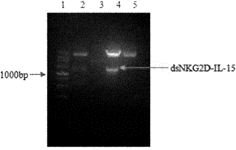 Active factor for enhancing lymphocyte targeting killing tumors and preparation method thereof