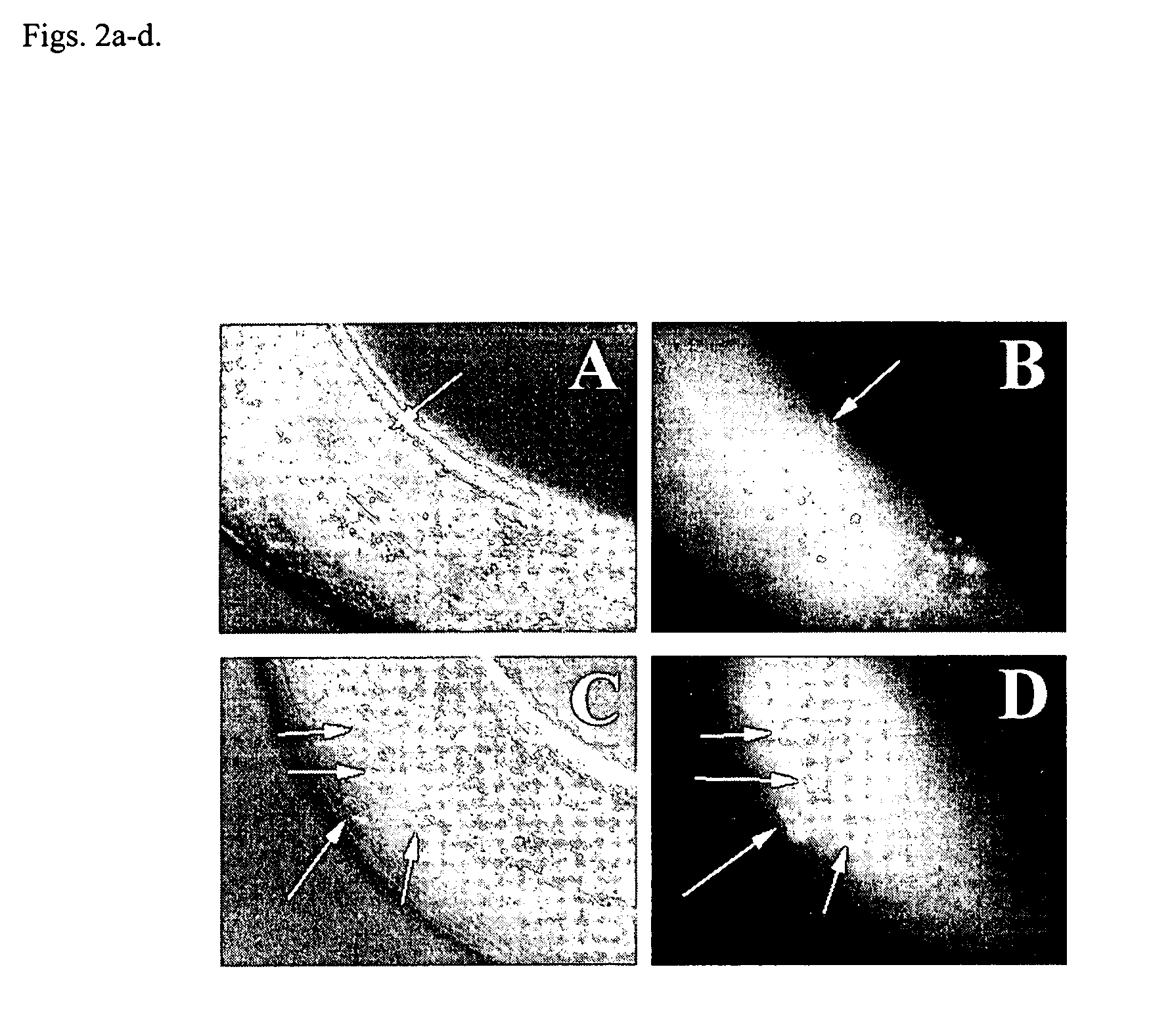 Methods for identifying novel therapeutics and diagnostics in the p53 pathway