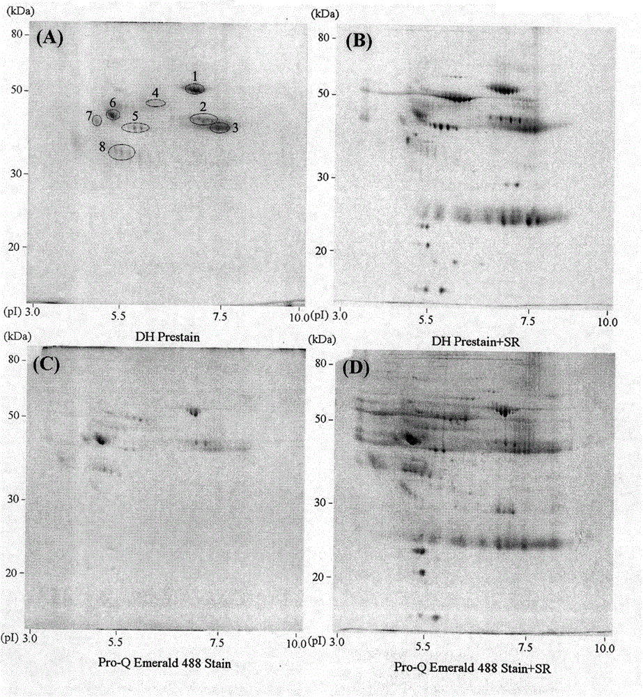 Applications of dansylhydrazine and derivative thereof in specific fluorescent pre-dyeing detection method of glycoproteins