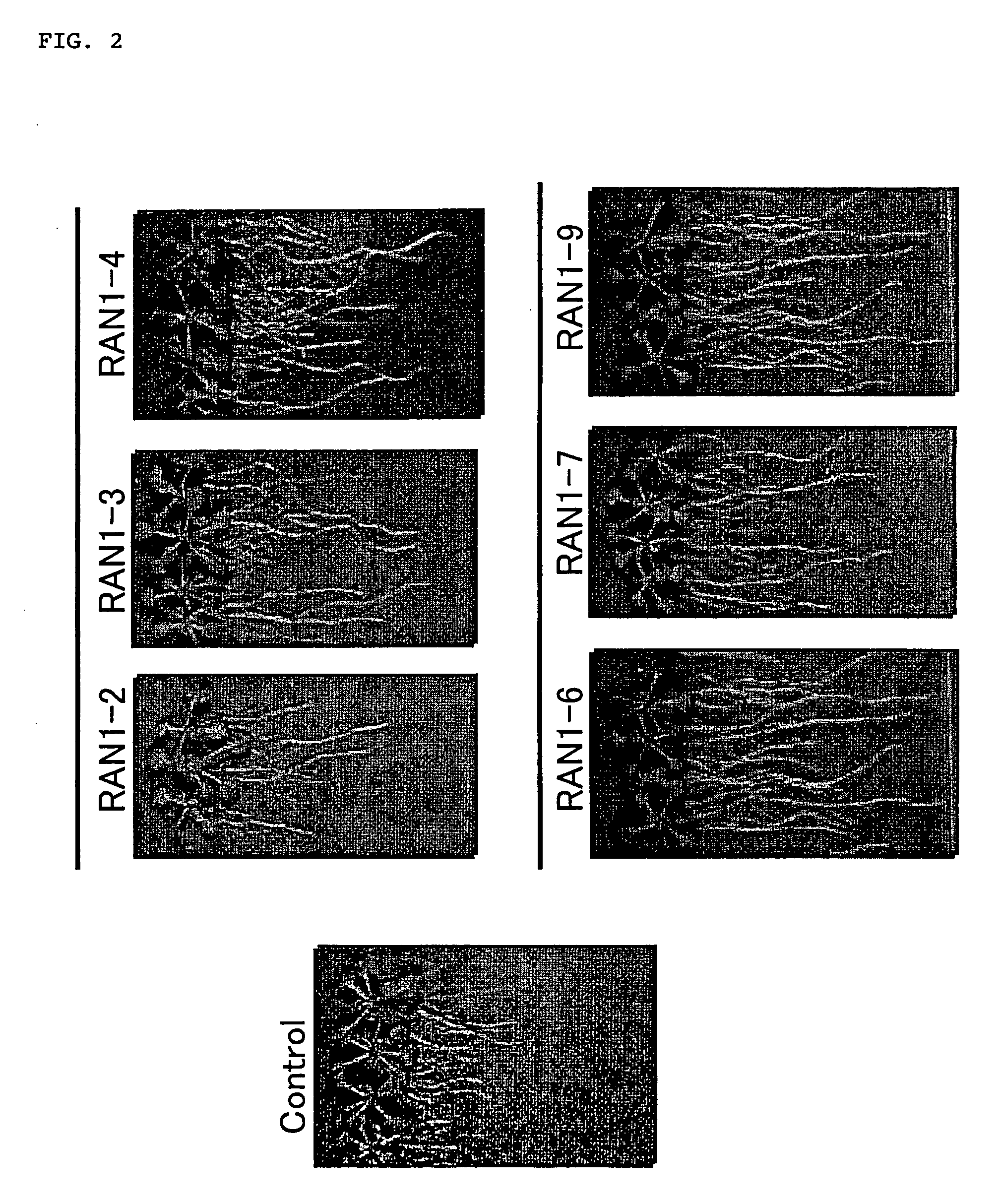 Plant having enhanced root elongation and method for production thereof