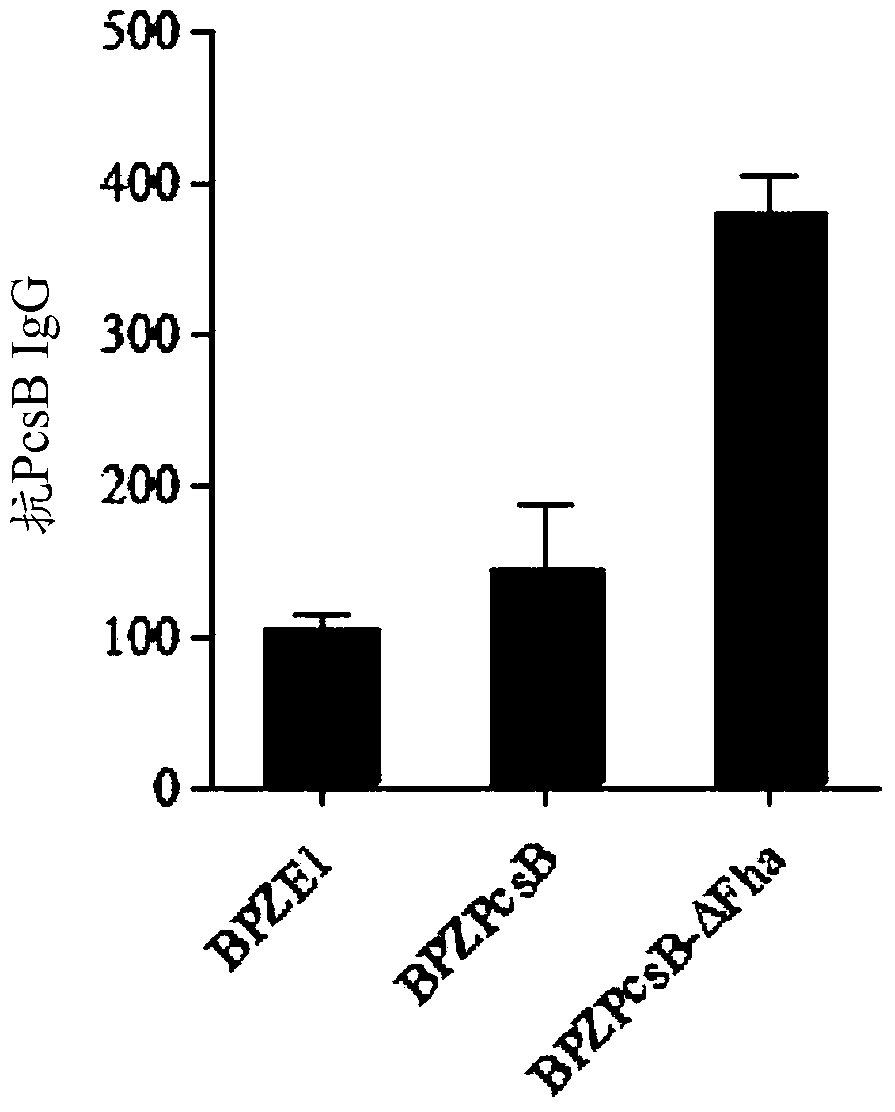 Novel Recombinant Bordetella Strains