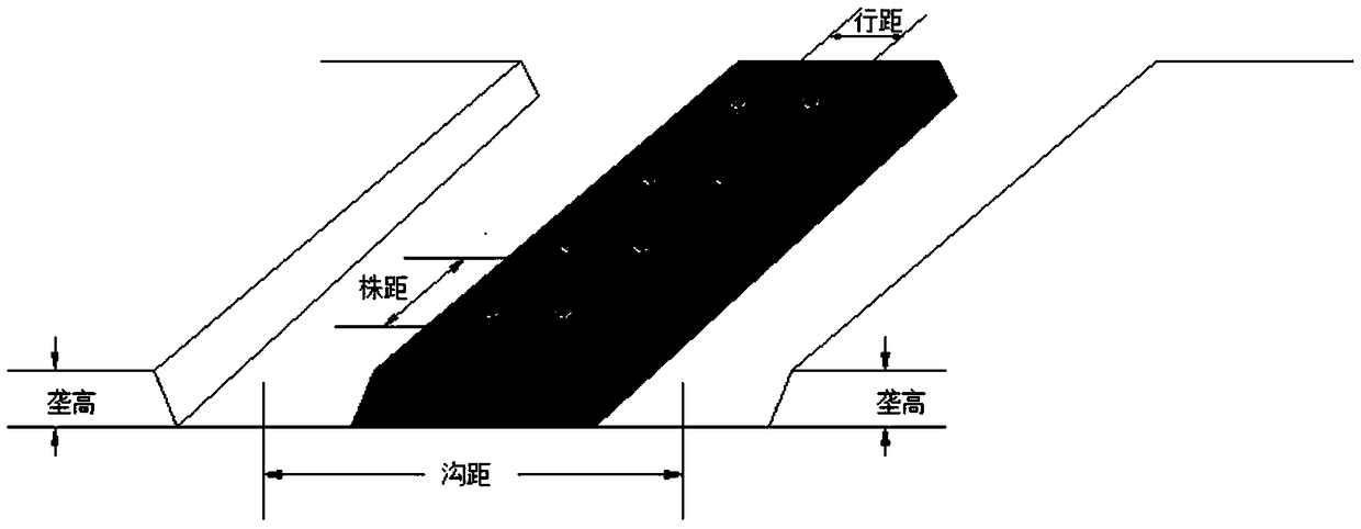 Matching planting method for multi-span greenhouse mechanical production