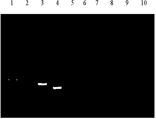 Multiplex RT-PCR (reverse transcription-polymerase chain reaction) detection primer and reagent for swine fever virus (SFV) and porcine reproductive and respiratory syndrome virus (PRRSV)