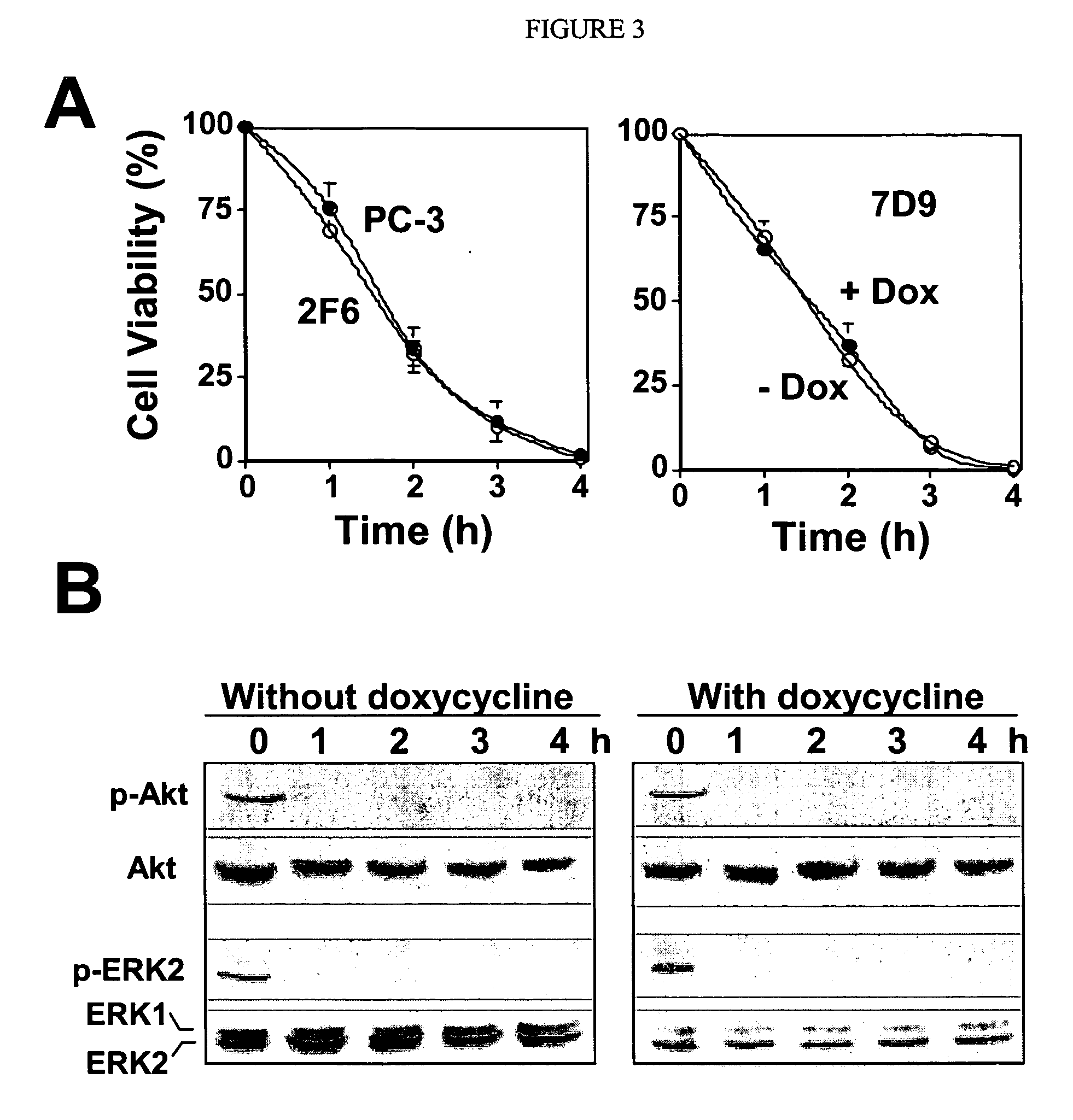 Compounds and methods for inducing apoptosis in proliferating cells