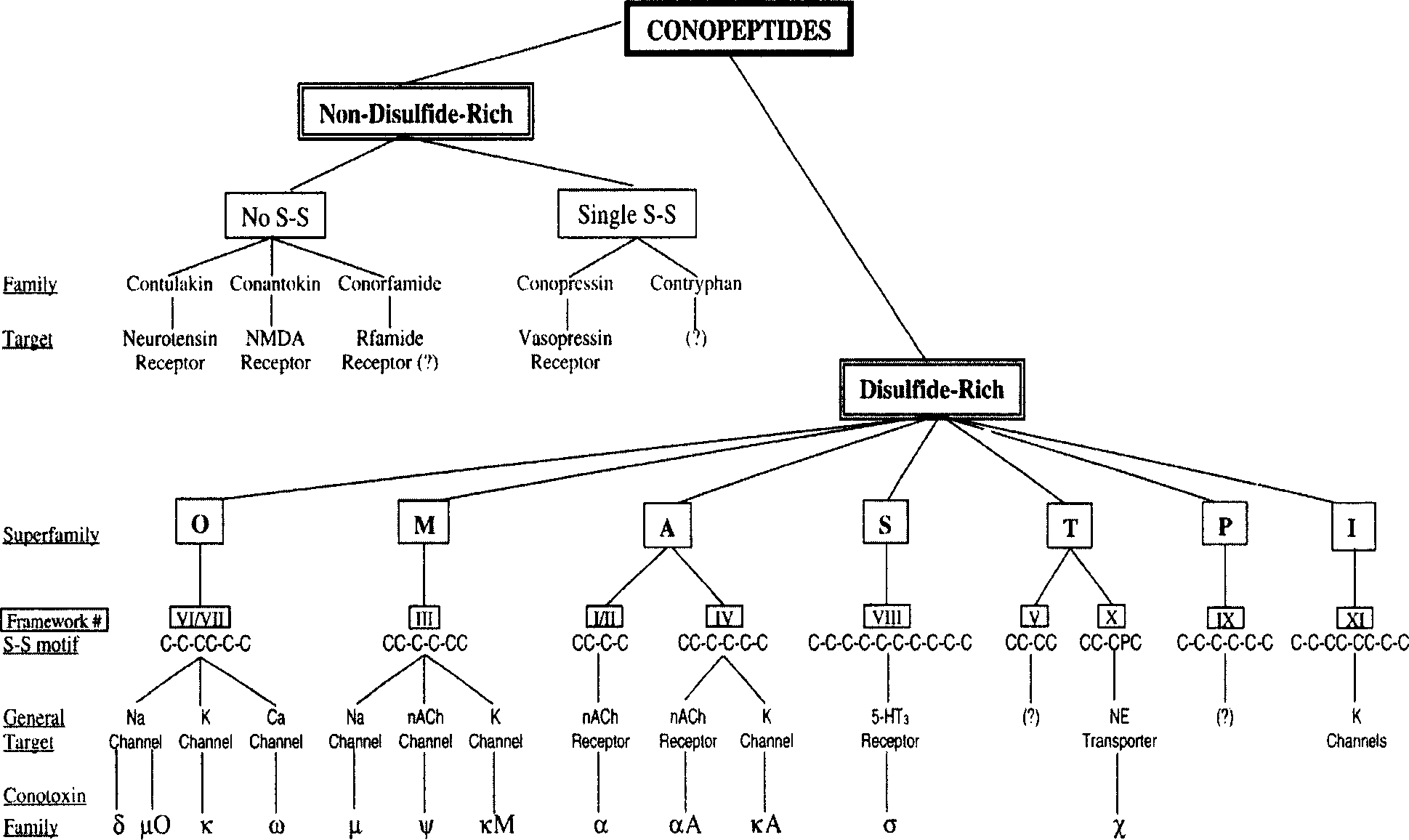 New T - ultra family conantokins, coded polynucleotide and application