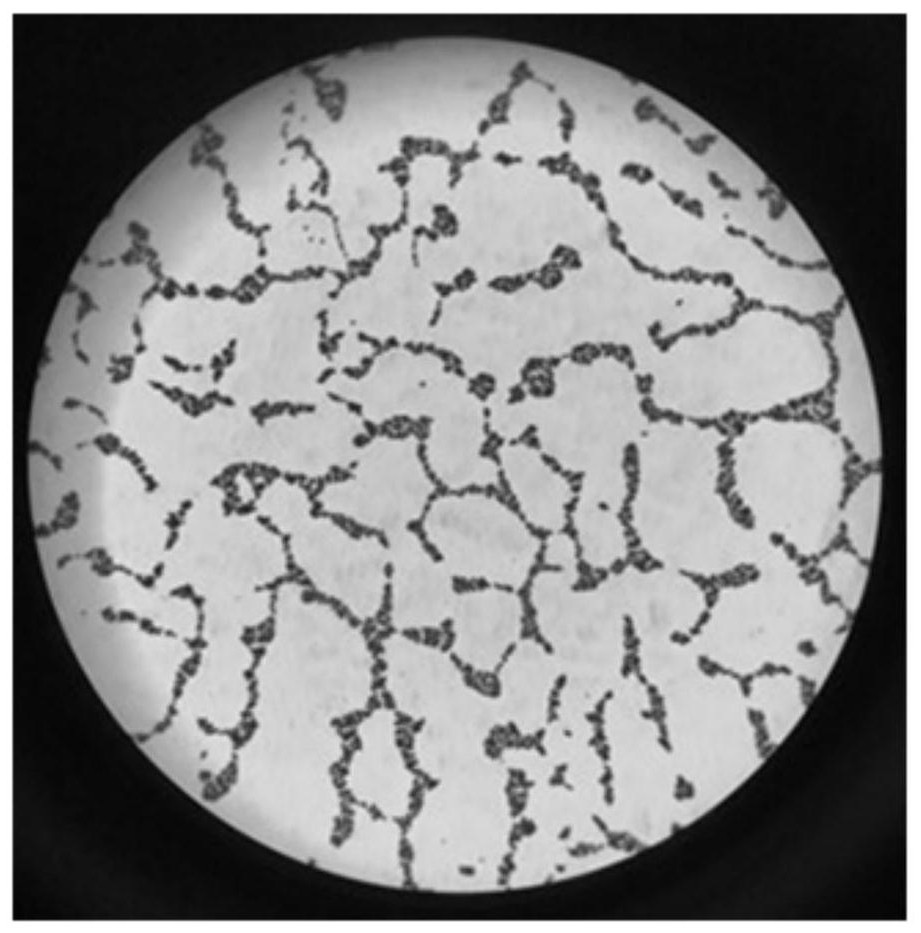 Human staphylococcus as well as culture method and application thereof