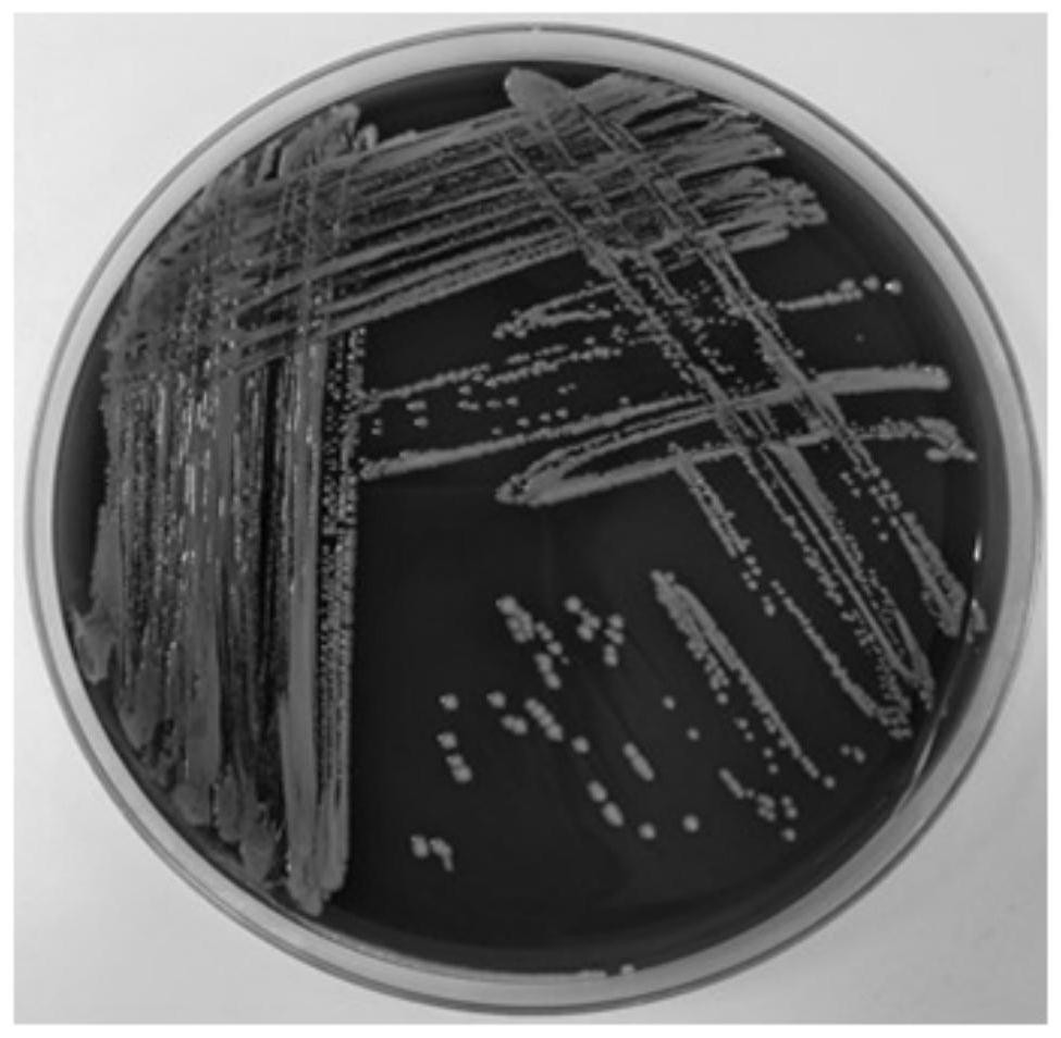 Human staphylococcus as well as culture method and application thereof