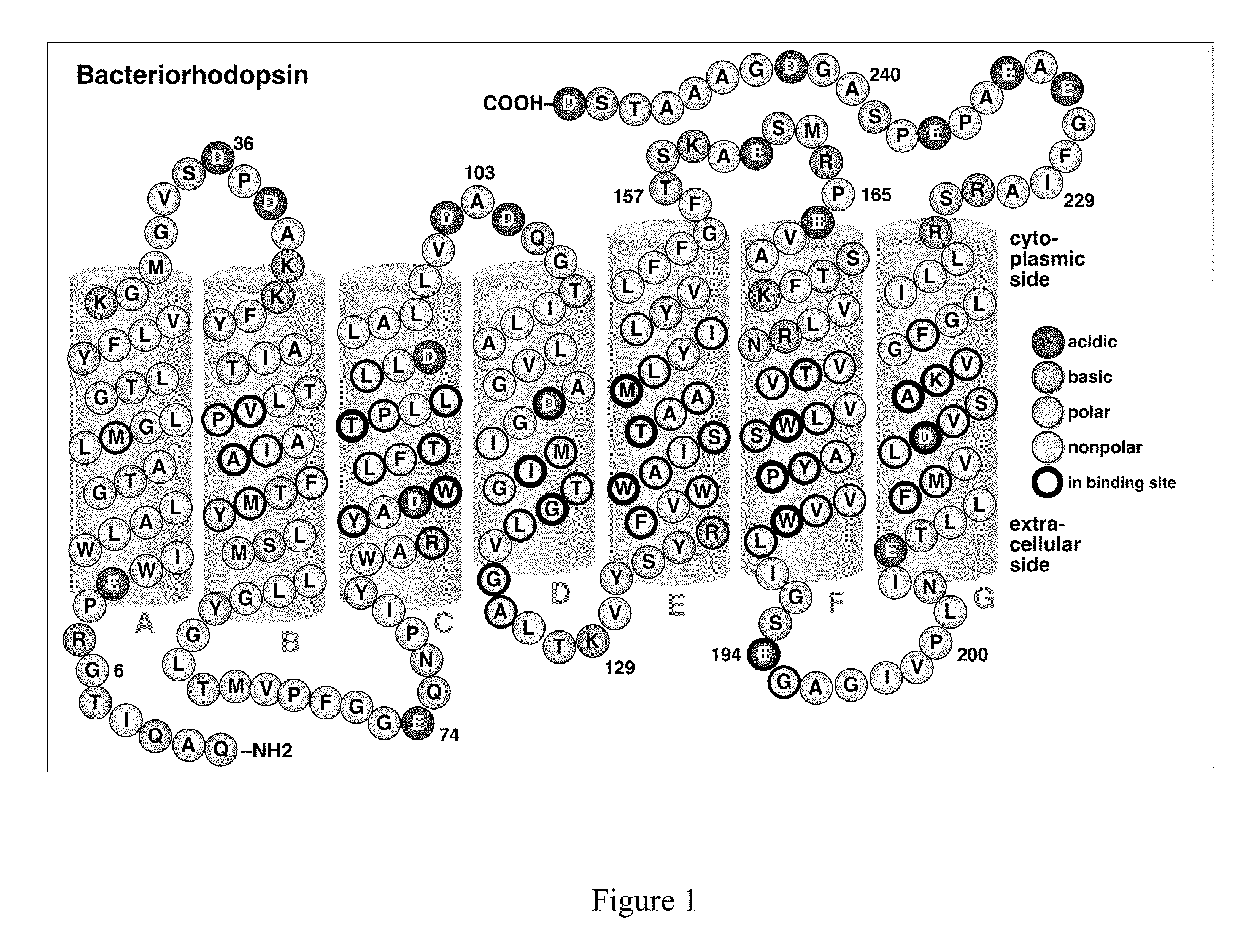 Bacteriorhodopsin protein variants and methods of use for long term data storage