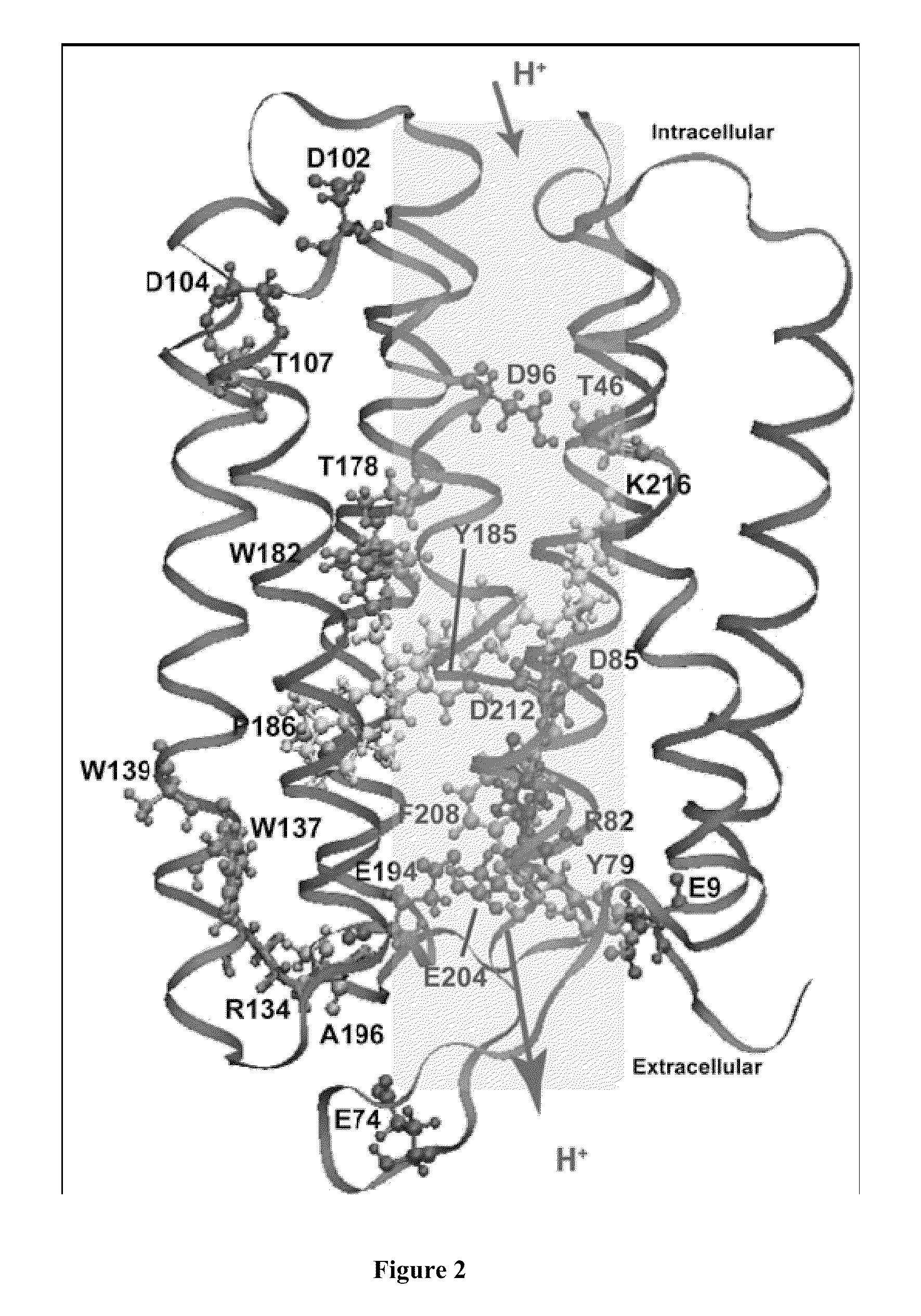 Bacteriorhodopsin protein variants and methods of use for long term data storage