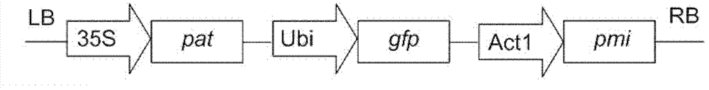 Transformation method of rice cells