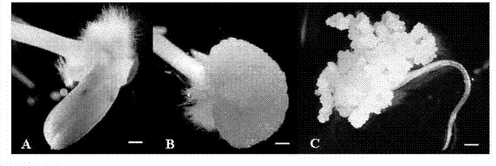 Transformation method of rice cells